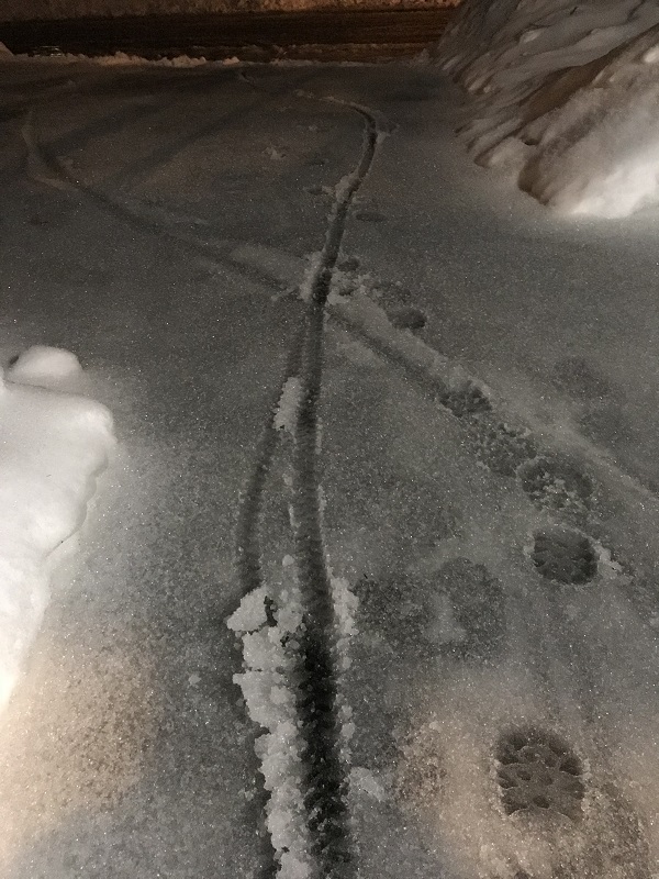 Bike tracks in icy driveway